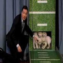 VIDEO: Puppies Predict Super Bowl Winner on JIMMY FALLON