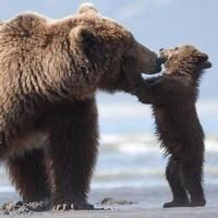 VIDEO: Get a First Look at Disneynature's BEARS