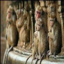 VIDEO: First Trailer for Disneynature's MONKEY KINGDOM