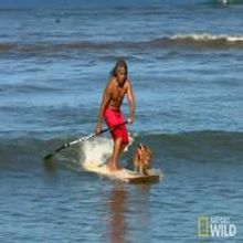 VIDEO: Sneak Peek - Season Finale of Nat Geo Wild's ALOHA VET, Airing Tonight
