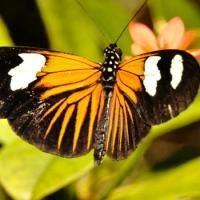 The American Museum of Natural History Presents THE BUTTERFLY CONSERVATORY, 11/1-5/25