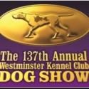 137th Annual Westminster Kennel Club Dog Show Returns to Madison Square Garden, 2/11…