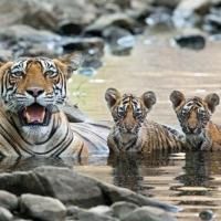 THIRTEEN's NATURE Explores Ups and Downs of Animal Childhood Tonight