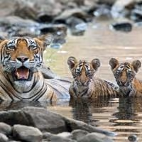 THIRTEEN's NATURE Explores Ups and Downs of Animal Childhood Tonight