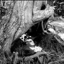 The Fine Print Theatre to Open A PLACE IN THE WOODS, 4/5