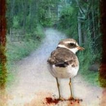 Alumnae Theatre to Present THE KILLDEER, April 12-27