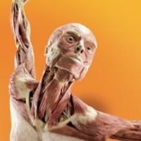 Discovery Times Square Opens BODY WORLDS: PULSE Exhibit Today