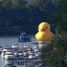 Video: Giant Rubber Duck Makes U.S. Debut for Pittsburgh Cultural Trust's Pittsbur