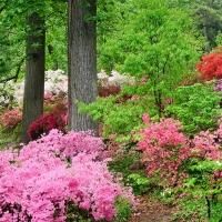 BWW Reviews: Dogwoods and Azaleas Spell Springtime in Pigeon Forge