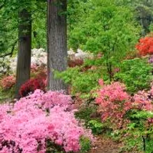 BWW Reviews: Dogwoods and Azaleas Spell Springtime in Pigeon Forge