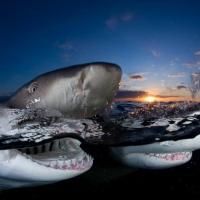 The Cultural Council of Palm Beach County Presents Photography Exhibition THE DEEP…
