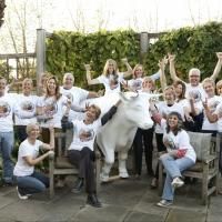 Oxen to Stampede Into Hopewell Valley in a New Way to Celebrate Art; Meeting 10/30
