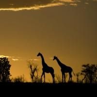 Houston Symphony Kicks Off Family Series with AFRICAN SAFARI Concert, Featuring…