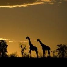 Houston Symphony to Kick Off Family Series with AFRICAN SAFARI Concert, Featuring Mus