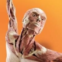 Discovery Times Square to Premiere BODY WORLDS: PULSE This Spring