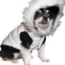 FURRY FRIENDS ON THE RUNWAY Set for NYC's Fall 2012 Fashion Week Today, 9/5