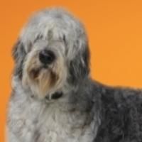Broadway-Bound BECAUSE OF WINN-DIXIE Extends at Delaware Theatre Company, Thru 5/10