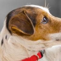Nutritional Breakthroughs Help Pets Sustain Brain Health As They Grow Older, Nestle…