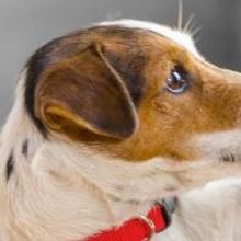 Nutritional Breakthroughs Help Pets Sustain Brain Health As They Grow Older, Nestle…