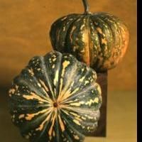 Victor Schrager Presents 'BOTANICAL ART INTO THE THIRD MILLENNIUM' Exhibit in Italy…