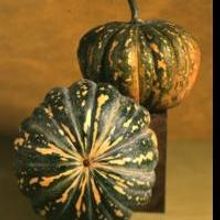 Victor Schrager Presents 'BOTANICAL ART INTO THE THIRD MILLENNIUM' Exhibit in Italy…