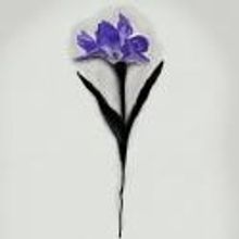 New Hazlett Theater Opens IRIS, 8/31