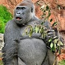 LA Zoo Observes Endangered Species Day with Special Activities