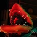 BWW Reviews: THE LITTLE SHOP OF HORRORS at Broadway Rose, a Well-Casted, 1950s…