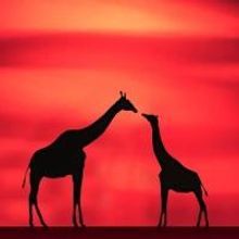 Monkey Baa Theatre Company Presents Z FOR GIRAFFE, 21-24 Jan