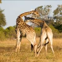 LA Zoo Director to Lead Wildlife-Focused Botswana Vacation, May-June 2014