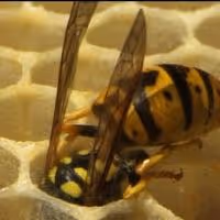 THE WASP Begins Tonight at Hampstead Downstairs