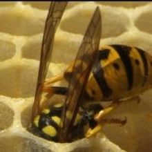 THE WASP Begins Tonight at Hampstead Downstairs