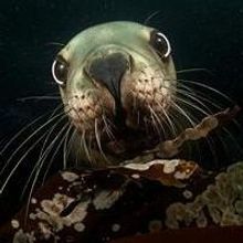 “Luminous Sea” Donates 50% of Future Profits To The Ocean Foundation