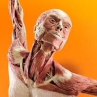 Discovery Times Square to Premiere BODY WORLDS: PULSE This Spring