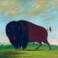 George Catlin's American Buffalo Exhibition Debuts at National Museum of Wildlife…