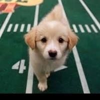 Fresh Patch Promotes Animal Planet Puppy Bowl on February 3rd as Super Bowl…