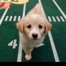 Fresh Patch Promotes Animal Planet Puppy Bowl on February 3rd as Super Bowl…