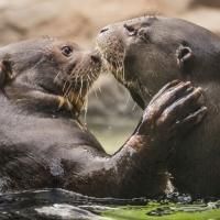 LA Zoo tO Host SEX & THE CITY ZOO, 2/7