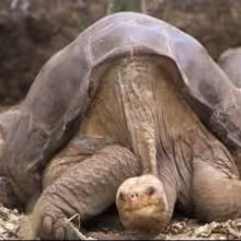 VIDEO: Pinta Island Tortoise Lonesome George Arrives at AMNH in NYC