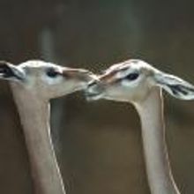 SEX AND THE CITY ZOO 4: SEXY BEAST! Comes to Greater LA Zoo Tonight