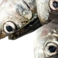 BWW Reviews: NOISES OFF by Repertory Philippines