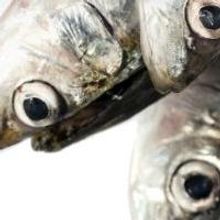 BWW Reviews: NOISES OFF by Repertory Philippines