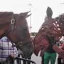 Photo Flash: WAR HORSE Cast Makes Appearance at Citi Field!