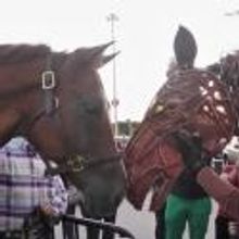 Photo Flash: WAR HORSE Cast Makes Appearance at Citi Field!