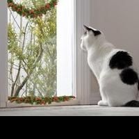 Pet Sitters International Encourages Pet Owners To Use Caution, Book...