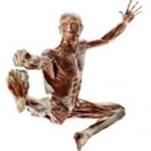 BODY WORLDS: PULSE Tickets Now On Sale