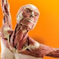 Discovery Times Square's BODY WORLDS: PULSE Exhibition On Sale Now