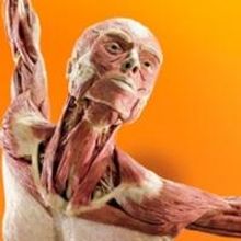 Discovery Times Square's BODY WORLDS: PULSE Exhibition On Sale Now