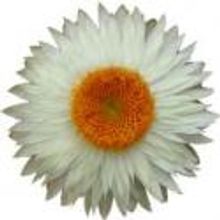 HOW DO YOU FALL IN LOVE WITH SOMEBODY YOU'VE NEVER MET? to be Presented Using Public-