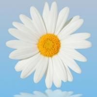 Terrace Plaza Playhouse to Present SHE LOVES ME, 4/18-5/31